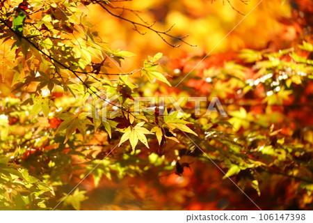Bright autumn leaves Bright autumn leaves 106147398