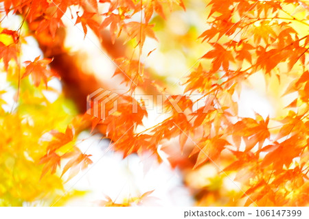 Bright autumn leaves Bright autumn leaves 106147399