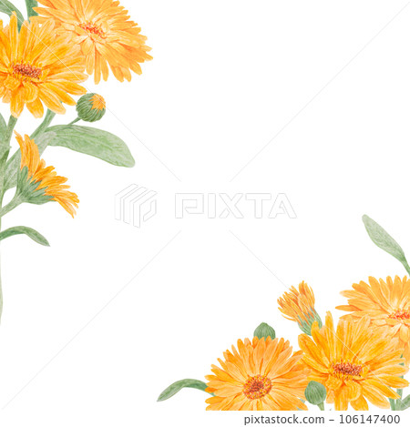 Frame of orange calendula officinalis. Watercolor hand drawn illustration. Botanical painting for labels, eco goods, textiles, natural herbal medicine, healthy tea, cosmetics and homeopatic remedies. Frame of orange calendula officinalis. Watercolor hand drawn illustration. Botanical painting for labels, eco goods, textiles, natural herbal medicine, healthy tea, cosmetics and homeopatic remedies. 106147400