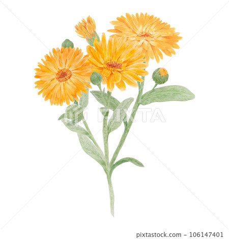Boquet of orange calendula officinalis watercolor hand drawn illustrations. Botanical elements for labels, eco goods, textiles, natural herbal medicine, healthy tea, cosmetics and homeopatic remedies. Boquet of orange calendula officinalis watercolor hand drawn illustrations. Botanical elements for labels, eco goods, textiles, natural herbal medicine, healthy tea, cosmetics and homeopatic remedies. 106147401