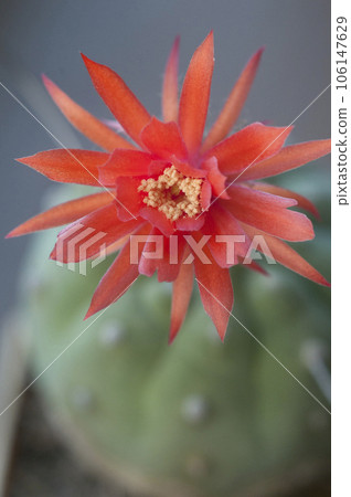 Flowering cactus Matucana madisoniorum, closeup shot Flowering cactus Matucana madisoniorum, closeup shot 106147629