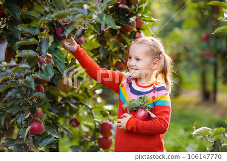 Little girl picking apple in fruit garden Little girl picking apple in fruit garden 106147770