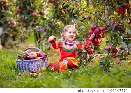 Little girl picking apple in fruit garden Little girl picking apple in fruit garden 106147771