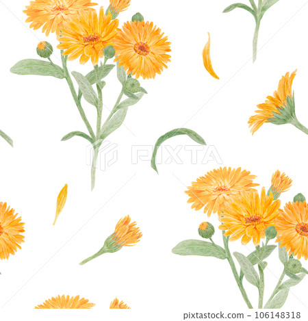 Seamless pattern of orange calendula officinalis. Watercolor hand drawn botanical illustration for labels, eco goods, textiles, natural herbal medicine, healthy tea, cosmetics and homeopatic remedies. 106148318