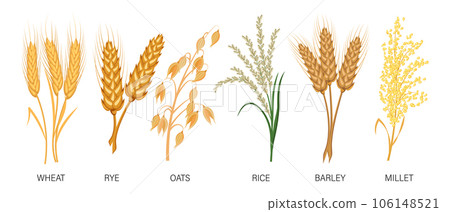 Cereals set. Wheat, rye, oats, rice, barley, millet, spikelets. Harvest, agriculture. Illustration, vector 106148521