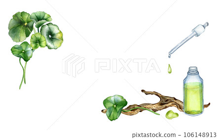 Banner of centella asiatica, essential oils, wooden branch watercolor illustration isolated on white. Pennywort, gotu kola herbal plants, cola, driftwood hand drawn. Design element for package, label 106148913