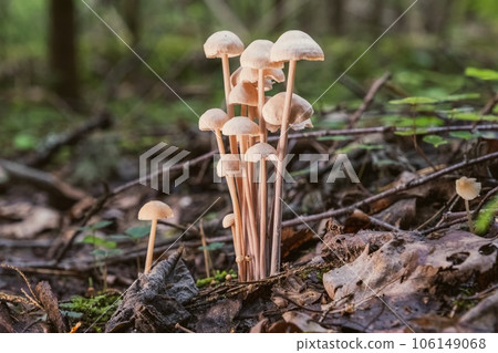 Small mushrooms growing in a large group on green moss, side view. The background blurs. Small mushrooms growing in a large group on green moss, side view. The background blurs. 106149068