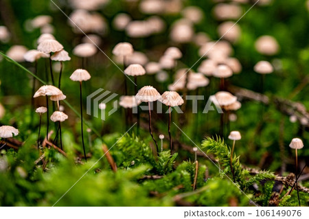 Small mushrooms growing in a large group on green moss, side view. The background blurs Small mushrooms growing in a large group on green moss, side view. The background blurs 106149076