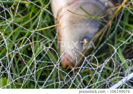 Freshly caught carp in a wet carp bed. Carp fishing. Professional fishing equipment. Sports fishing. Fish out of focus Freshly caught carp in a wet carp bed. Carp fishing. Professional fishing equipment. Sports fishing. Fish out of focus 106149078