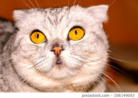 curious scottish cat looking up. Big orange eyes 106149083
