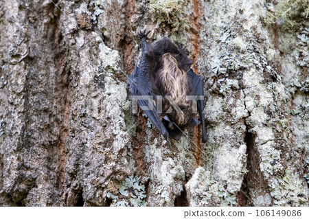 A bat resting on a tree. A small bat has found a place to rest on a tree trunk. close up. A bat resting on a tree. A small bat has found a place to rest on a tree trunk. close up. 106149086