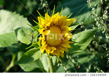 A close-up of a sunflower growing in a sunflower field on a nice sunny summer day 106149094