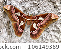 butterfly, insect, moth 106149389