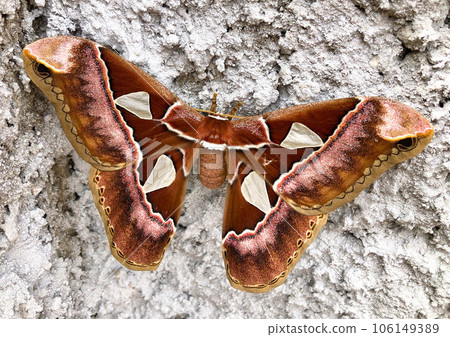 butterfly, insect, moth 106149389