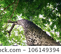 Trunk of paineira (Ceiba Speciosa) Natural tree from South America widely used as an ornamental tree in parks and gardens 106149394