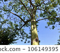 Trunk of paineira (Ceiba Speciosa) Natural tree from South America widely used as an ornamental tree in parks and gardens 106149395