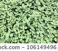 Plectranthus ornatus, garden plant, native to Africa and has medicinal properties 106149496