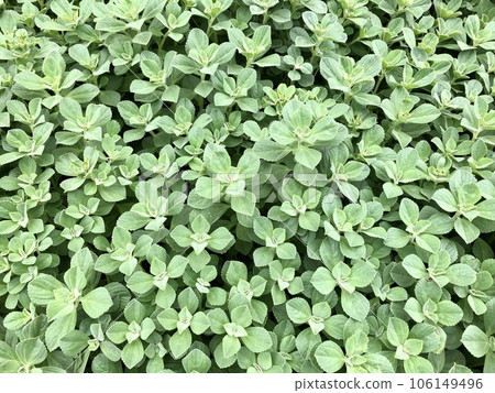 Plectranthus ornatus, garden plant, native to Africa and has medicinal properties Plectranthus ornatus, garden plant, native to Africa and has medicinal properties 106149496
