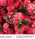 Piece of indigoIxora, ornamental plant with beautiful clusters blue sky during the day with white clouds in summer day 106149507
