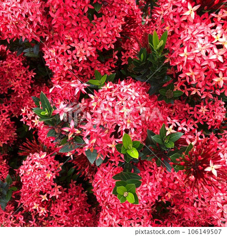 Piece of indigoIxora, ornamental plant with beautiful clusters blue sky during the day with white clouds in summer day Piece of indigoIxora, ornamental plant with beautiful clusters blue sky during the day with white clouds in summer day 106149507