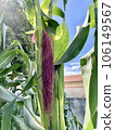 Corn on the cob in firmament, a cornfield. Main focus on corn on the cob. Farming, production, corn and agriculture concept 106149567