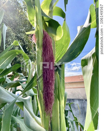Corn on the cob in firmament, a cornfield. Main focus on corn on the cob. Farming, production, corn and agriculture concept Corn on the cob in firmament, a cornfield. Main focus on corn on the cob. Farming, production, corn and agriculture concept 106149567