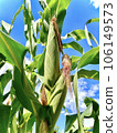 Corn on the cob in firmament, a cornfield. Main focus on corn on the cob. Farming, production, corn and agriculture concept 106149573