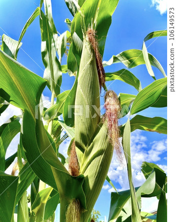 Corn on the cob in firmament, a cornfield. Main focus on corn on the cob. Farming, production, corn and agriculture concept Corn on the cob in firmament, a cornfield. Main focus on corn on the cob. Farming, production, corn and agriculture concept 106149573