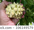 Focus on the Annona crassiflora, popularly called Araticum, a typical Brazilian fruit, tasty, with fleshy white pulp and antioxidant properties. 106149579