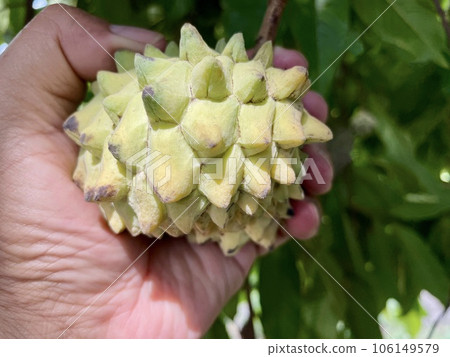 Focus on the Annona crassiflora, popularly called Araticum, a typical Brazilian fruit, tasty, with fleshy white pulp and antioxidant properties. Focus on the Annona crassiflora, popularly called Araticum, a typical Brazilian fruit, tasty, with fleshy white pulp and antioxidant properties. 106149579