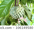 Focus on the Annona crassiflora, popularly called Araticum, a typical Brazilian fruit, tasty, with fleshy white pulp and antioxidant properties. 106149580