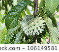 Focus on the Annona crassiflora, popularly called Araticum, a typical Brazilian fruit, tasty, with fleshy white pulp and antioxidant properties. 106149581
