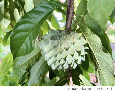 Focus on the Annona crassiflora, popularly called Araticum, a typical Brazilian fruit, tasty, with fleshy white pulp and antioxidant properties. 106149581