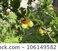 Piece of acerola (barbados cherry) tree with branches and fruits 106149582