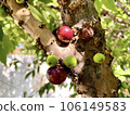 Piece of acerola (barbados cherry) tree with branches and fruits 106149583