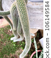 Closeup on the monkey tail cactus, Hildewintera colademononis, from Bolivia, with pendulous branches up to 1.2 m 106149584