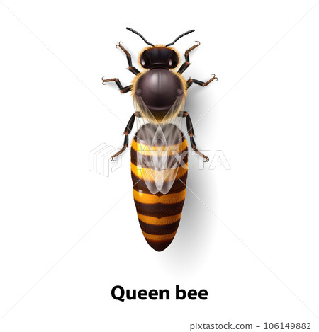 Bee Queen 106149882