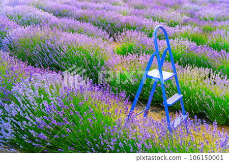 Lavender field with stepladder background wallpaper Lavender field with stepladder background wallpaper 106150001