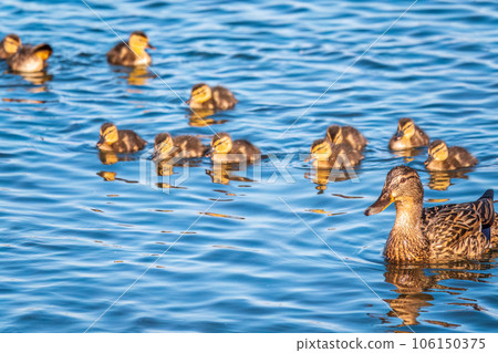 A family of ducks, a duck and its little ducklings are swimming in the water. The duck takes care of its newborn ducklings. Mallard, lat. Anas platyrhynchos 106150375