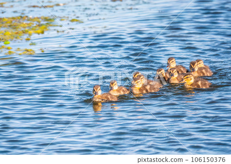 Cute little duckling swimming alone in a lake or river with calm water 106150376