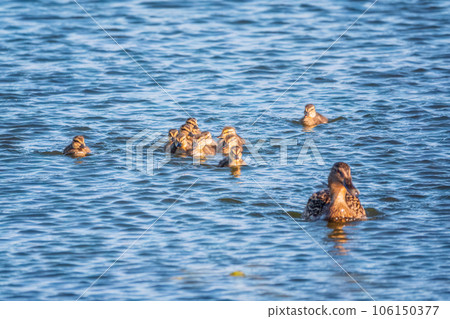 A family of ducks, a duck and its little ducklings are swimming in the water. The duck takes care of its newborn ducklings. Mallard, lat. Anas platyrhynchos 106150377