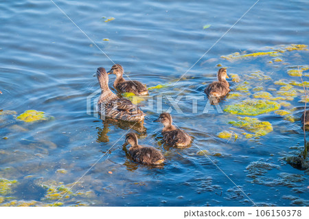 A family of ducks, a duck and its little ducklings are swimming in the water. The duck takes care of its newborn ducklings. Mallard, lat. Anas platyrhynchos 106150378