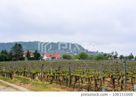 Vineyards with grapevine . Rows of vine grape in vineyards in spring. Vineyards with grapevine . Rows of vine grape in vineyards in spring. 106151008