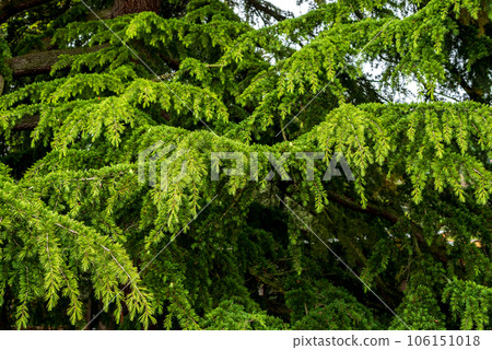Cedrus deodara, the deodar cedar, Himalayan cedar, or deodar. 106151018