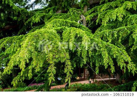 Cedrus deodara, the deodar cedar, Himalayan cedar, or deodar. 106151019