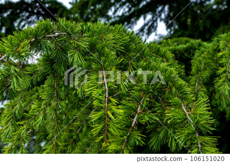 Cedrus deodara, the deodar cedar, Himalayan cedar, or deodar. 106151020