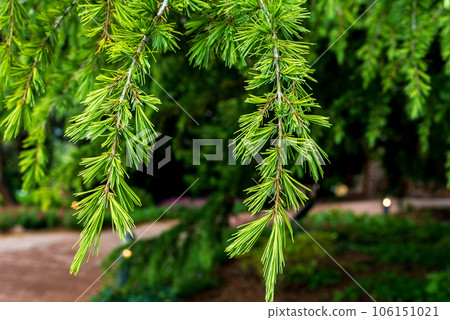 Cedrus deodara, the deodar cedar, Himalayan cedar, or deodar. Cedrus deodara, the deodar cedar, Himalayan cedar, or deodar. 106151021