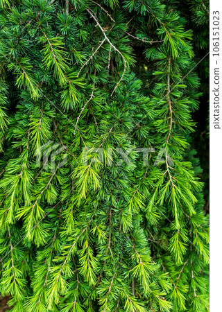 Cedrus deodara, the deodar cedar, Himalayan cedar, or deodar. 106151023