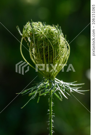 Daucus carota. European wild carrot, bird's nest, bishop's lace. Daucus carota. European wild carrot, bird's nest, bishop's lace. 106151065