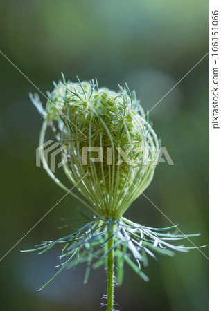 Daucus carota. European wild carrot, bird's nest, bishop's lace. 106151066